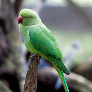 Meet your Posher, Rong